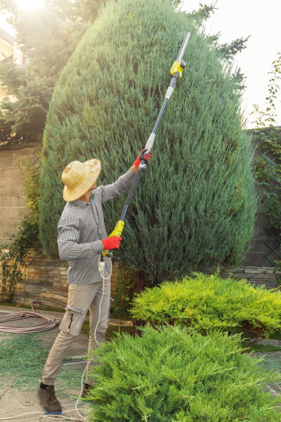 Lawn Pest Prevention in Medina, NY